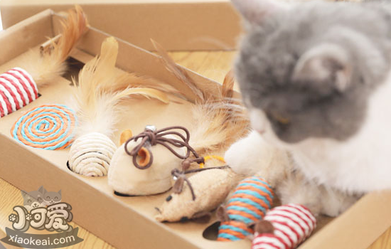 猫玩具怎么挑选，挑选猫玩具的注意事项