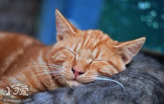 猫喜欢在床上睡觉怎么办，如何让猫养成良好习惯