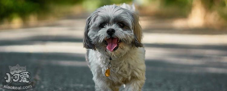 老年犬的护理非常重要 狗狗老了你需要做些什么