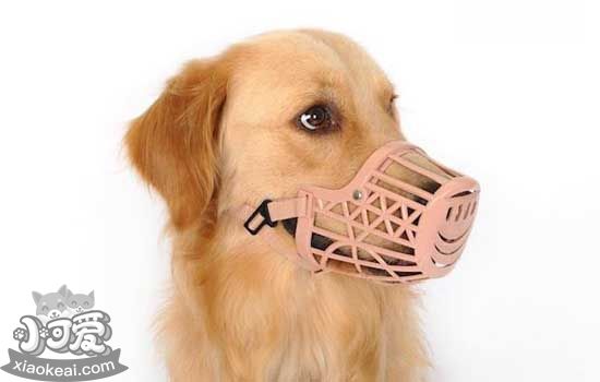 为什么要给狗狗带嘴套，狗嘴套怎么戴