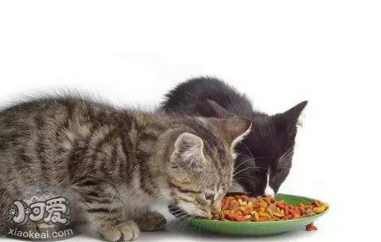 猫喜欢偷吃东西怎么办，该如何教育