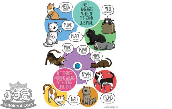中国猫和外国猫能交流吗，如何解读猫界语言