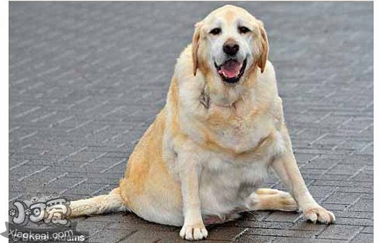 英国狗狗因肥胖，狗主被罚款1万4千元