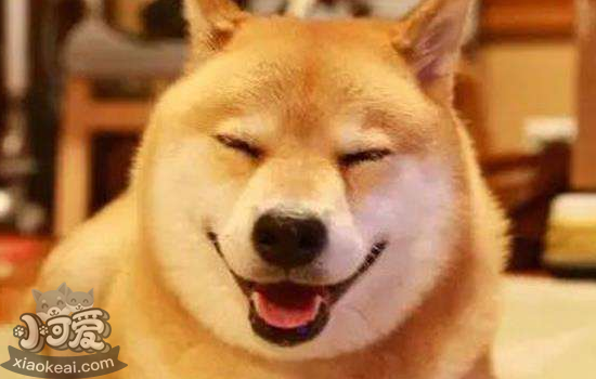 狗狗肾炎症状有什么 该怎么样治疗