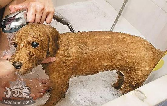 狗狗洗澡注意事项 洗澡不对可造成皮肤病