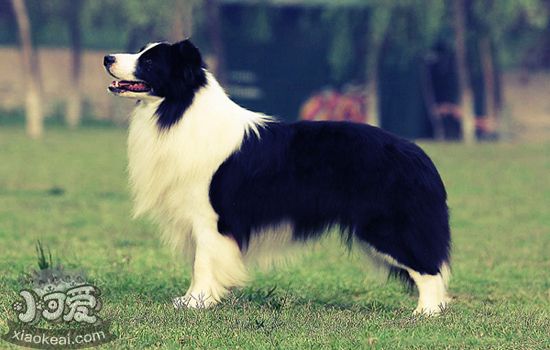 各种狗狗的分类 世界犬业网盟将所有品种分为十