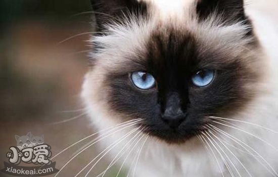 怎么样的暹罗猫才是纯种的呢，纯种暹罗猫如何辨别