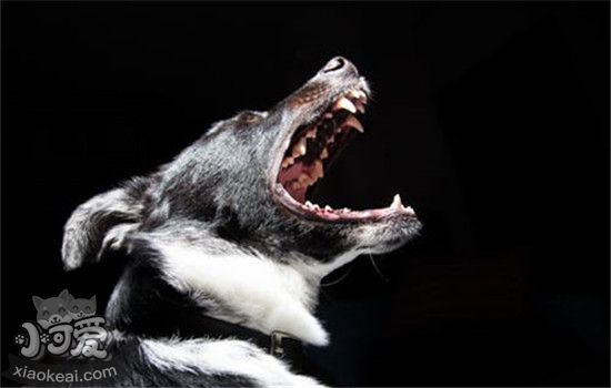 狗蛀牙的危害是什么 狗狗的牙齿要如何护理