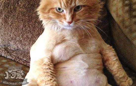 猫科动物露肚皮代表什么，你知道吗