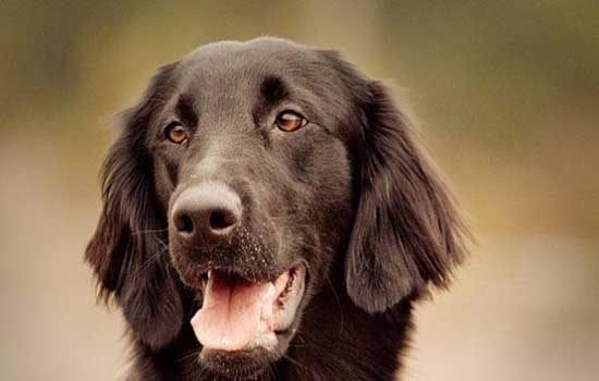 平毛寻回犬的体型 平毛寻回犬的特征介绍插图 平毛寻回犬的体型 平毛寻回犬的特征介绍插图