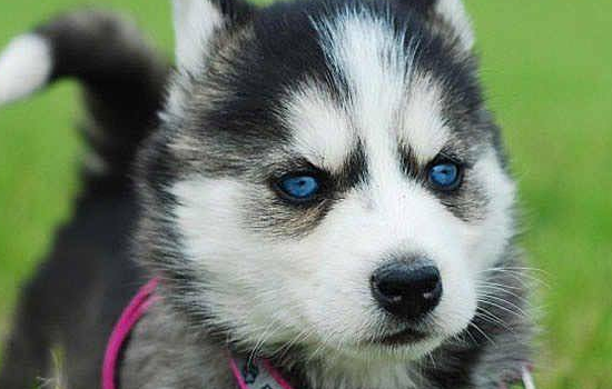 哈士奇幼犬如何喂养 喂养哈士奇幼犬4点需要注意的地方