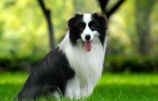牧羊犬如何喂长得快 牧羊犬要重视什么营养？