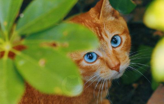 橘猫有蓝眼睛吗，橘猫并不是一个品种