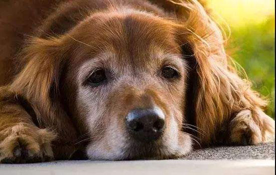 狗狗老了如何解决 老年犬护理手册