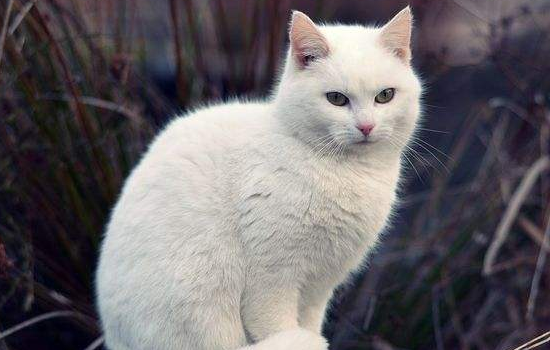 白猫头顶有黑毛是啥猫，要知道白猫不会随便因为颜色改变
