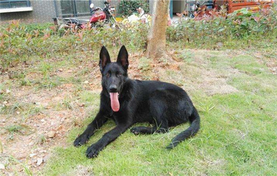 三种世界有名的军犬 第二种是国内自主培育的犬种