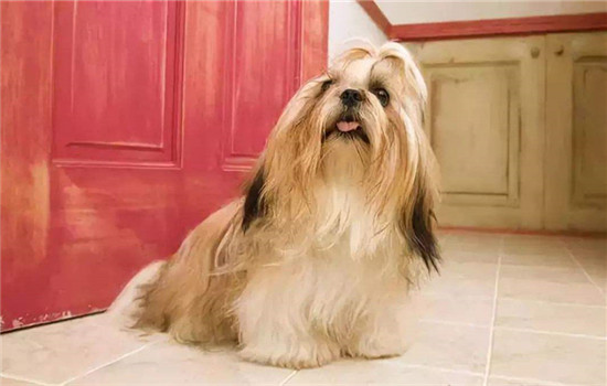 好养的三种小型犬 很合适有孩子的家庭饲养