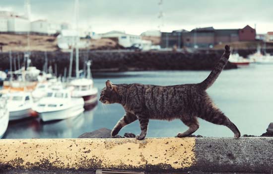 流浪猫的耳朵有豁口 流浪猫耳朵有缺口并非由于虐待