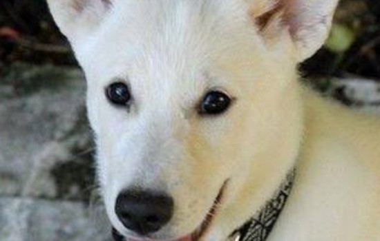 如何选择配种的公犬 这几个方面需要可以看看