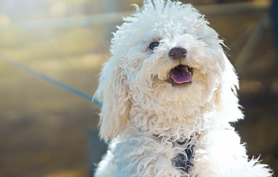 种母犬怎么样挑选？ 母犬挑选也有讲究