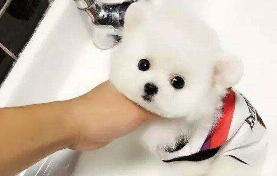 给狗狗拍照的方法 怎么样轻松给给狗狗拍照