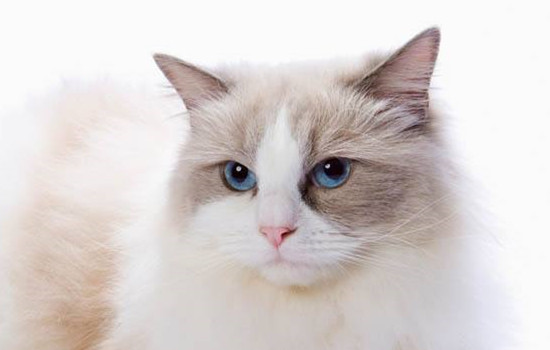 布偶猫是什么猫，布偶猫容易有遗传病吗