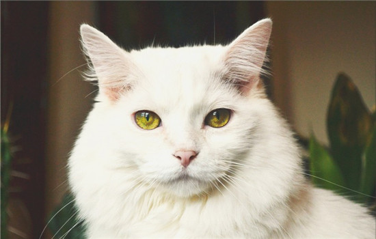 猫的眼睛有几种颜色，品种不同眼睛颜色不同