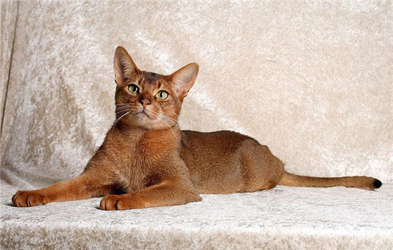 阿比西尼亚猫是什么，阿比西尼亚猫是古埃及神猫吗
