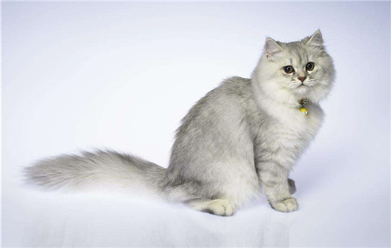 波斯猫是什么品种，波斯猫是猫中王妃