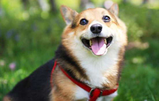 练习警犬的装备 警犬练习所需要的九大装备