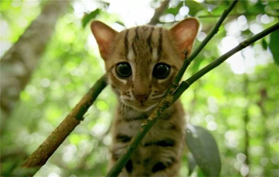 锈斑豹猫是什么猫，锈斑豹猫体型小但本领不小