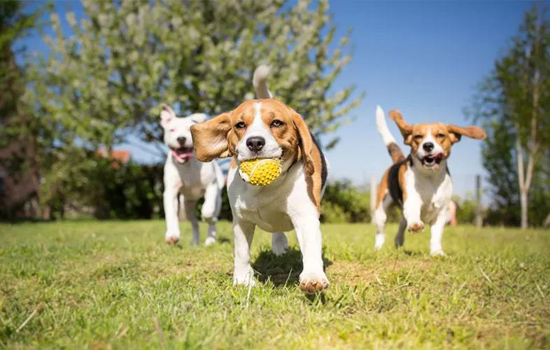 比格犬优势和弊端 比格犬性格的优势和弊端全方位剖析