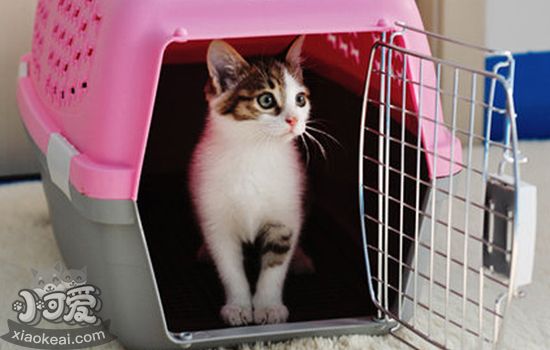 宠物航空箱怎么选，猫咪航空箱应该买多大