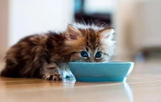 猫喝马桶里的水怎么办，可能是平时的水不合胃口