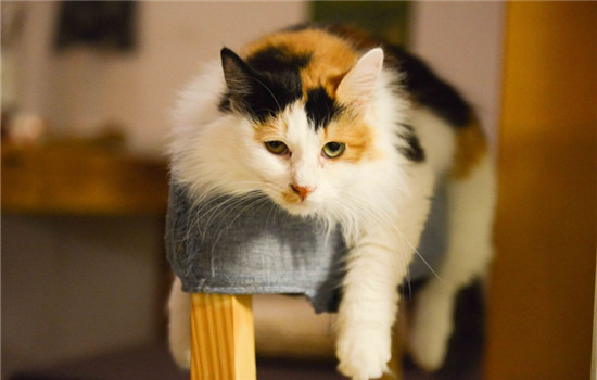 猫喜欢跳上桌子怎么办，如何训练猫咪不上桌