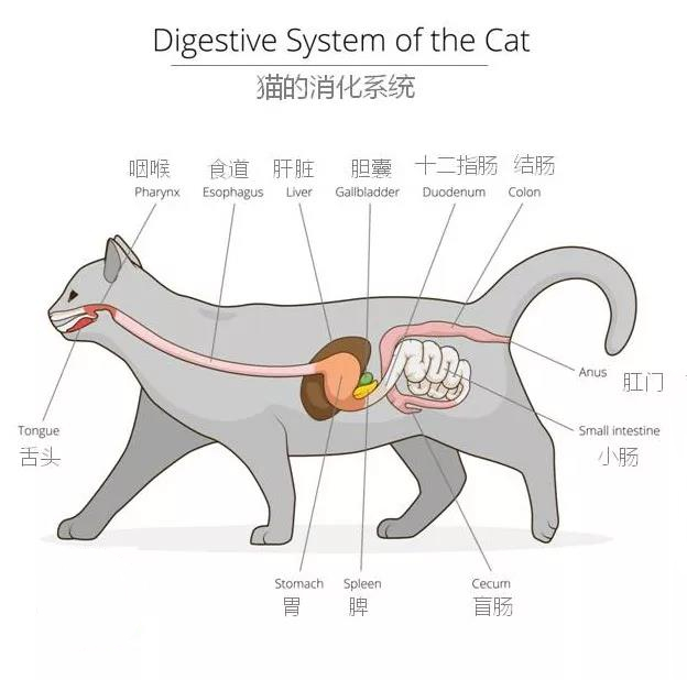猫腹泻是什么原因，先从猫的消化系统了解开始！