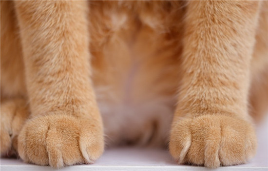 猫爪印和狗爪印是一样的吗，猫的肉垫原来比狗多