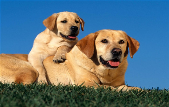 泡狗粮的正确方法 哪些狗狗需要吃泡软的狗粮呢？