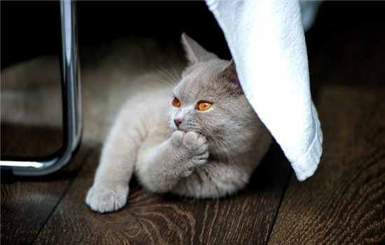 公猫最佳的绝育时刻 给公猫绝育能削减疾病插图(1) 公猫最佳的绝育时刻 给公猫绝育能削减疾病插图(1)