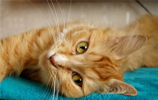 猫咪毛球症是什么病 毛球症的危害你知道吗