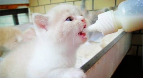 小猫身体发凉有救吗，小猫要注意补充营养和保暖措施！