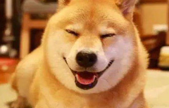 柴犬抱脸配方 平时饮食非常重要！