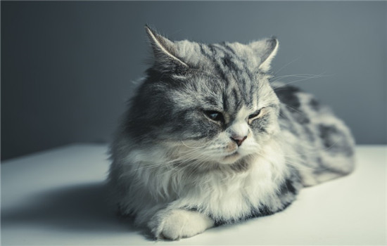 猫的肚子胀是为什么，导致猫咪肚子的原因有哪些