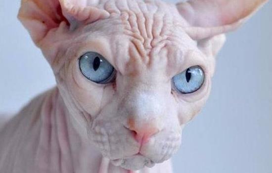 斯芬克斯猫蓝眼缺陷，遗传病的几率你知道吗？