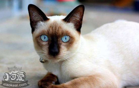 暹罗猫的品种有哪些，猫之贵族暹罗猫有多少品种