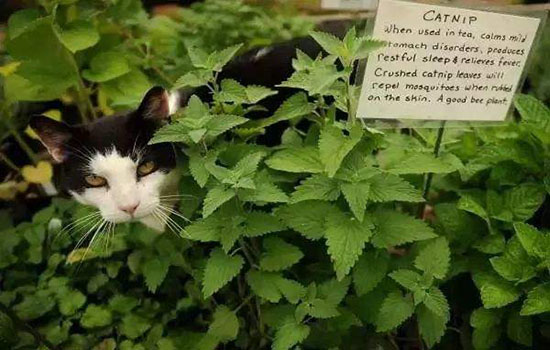 哪些盆栽对猫有害，这些家中常见植物有剧毒！