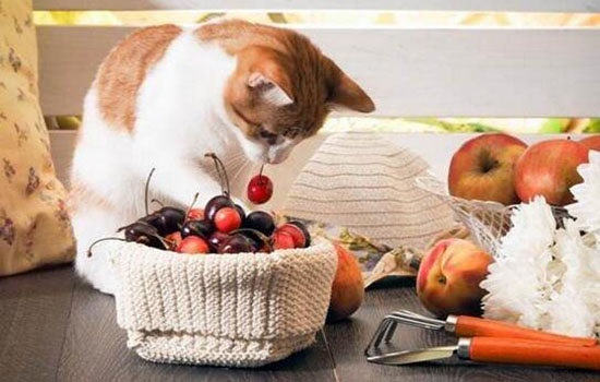 猫太胖了怎么减肥 减肥不是绝食