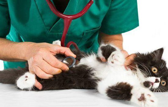 猫咪为什么会肝衰竭，猫咪肝衰竭病因分析