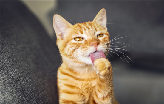猫吃米饭吗，猫咪的肠道并不适合消化米饭哦！