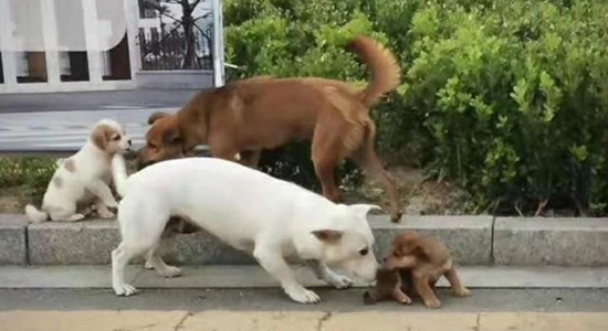 浙传校园内多只小奶狗被打死，学生：还没来得及喂它们...